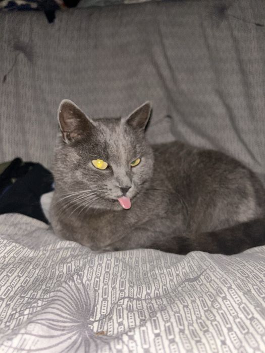 Кішечка в хороші руки