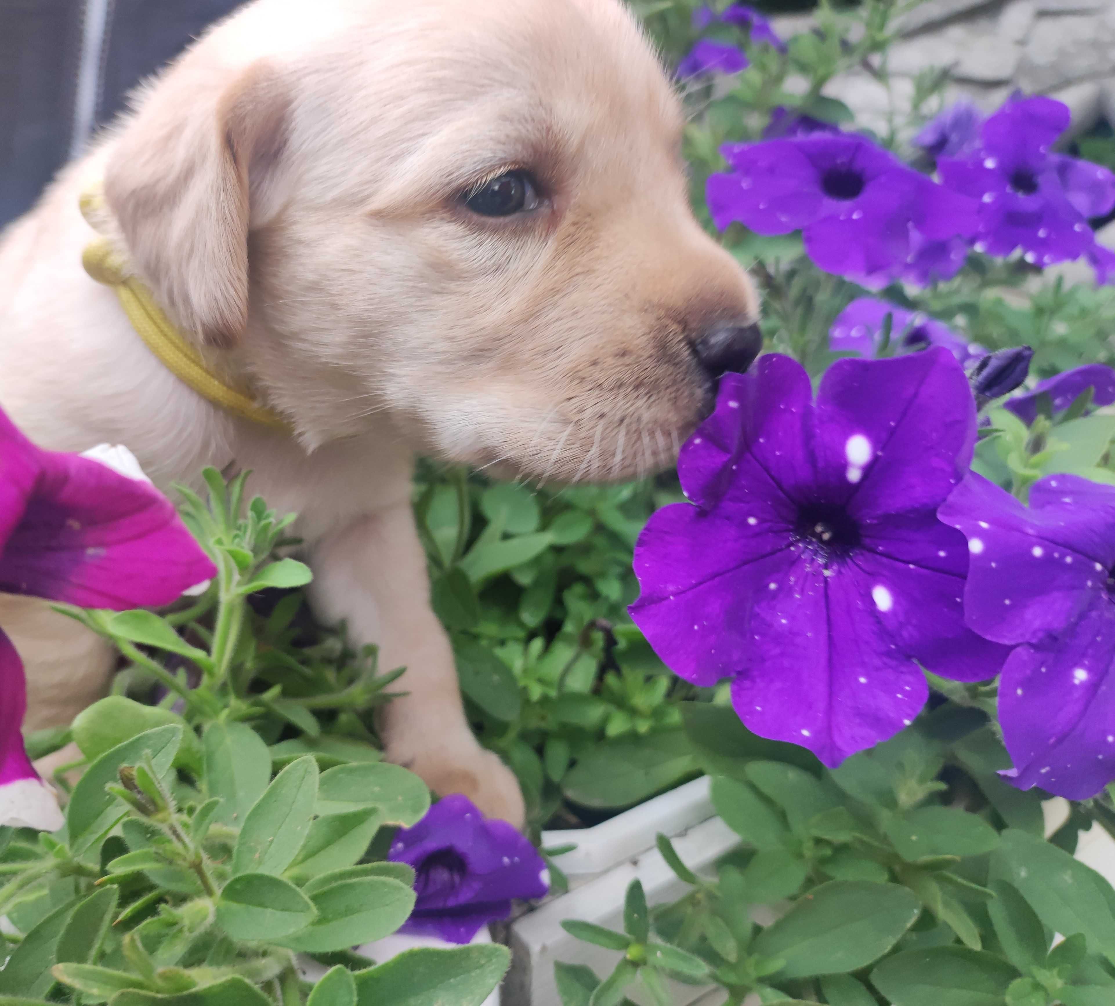 już są Labrador LABIK Retriever - badania genetyczne i RTG