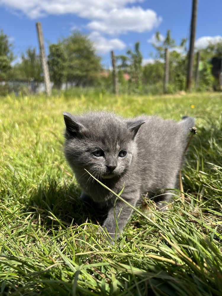 Продам котиків