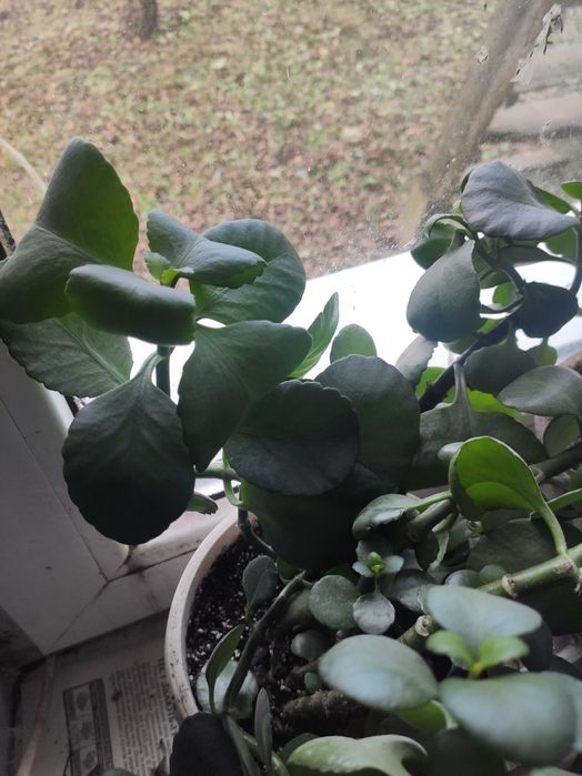 Каланхое, квіти, квітка