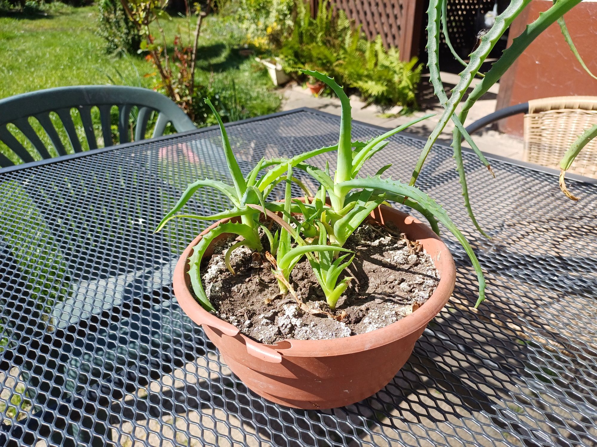 Aloes duży ,szczepki