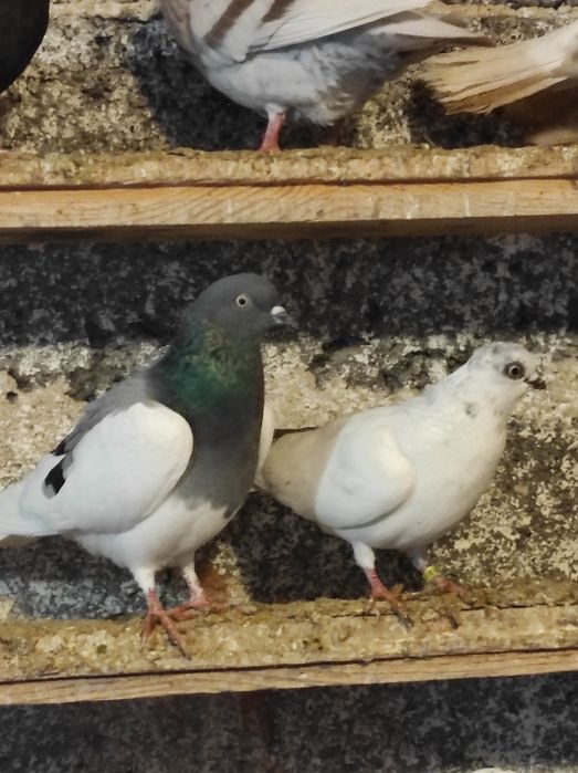 Winerki/murzyny/tiplery/łyski/budapeszty świetne na mamki