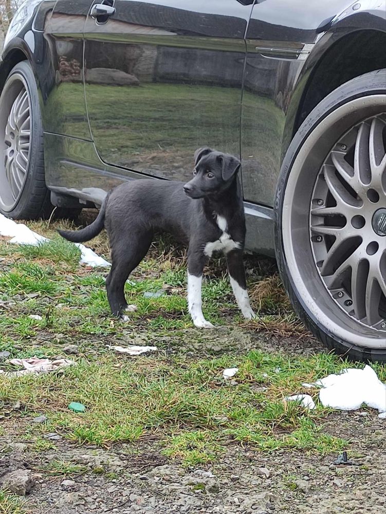 Filigranowa suczka czeka na wymarzony dom-szczeniak do pilnej adopcji