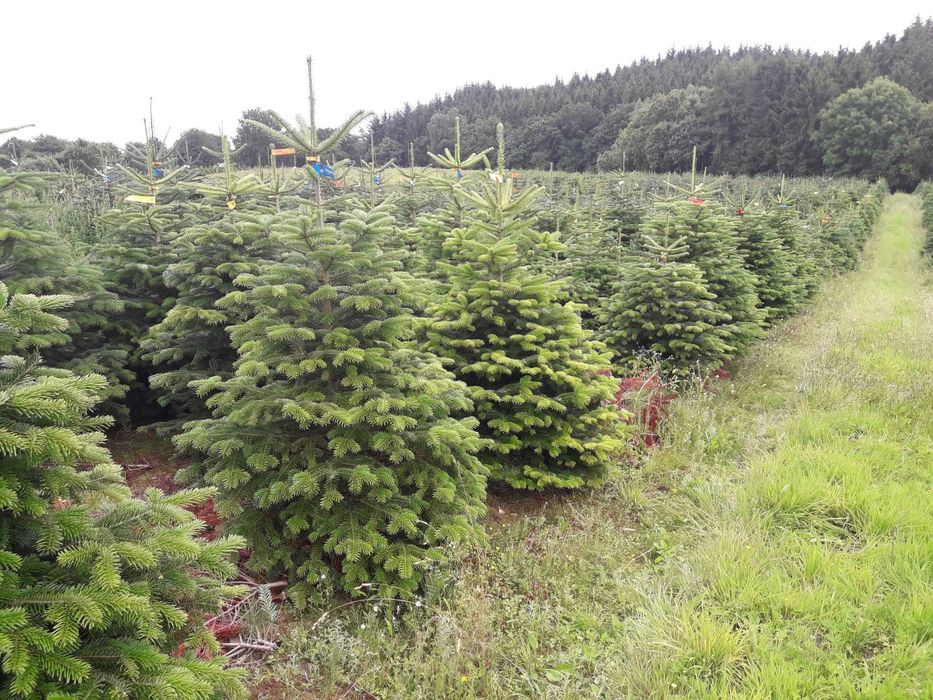 Jodła Kaukaska z plantacji cięta lub w donicy - tuchoinki.pl PLANTACJE