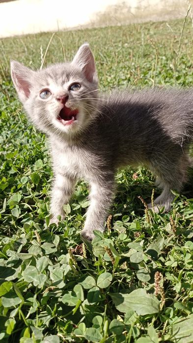 Віддаємо кошенят-дівчат