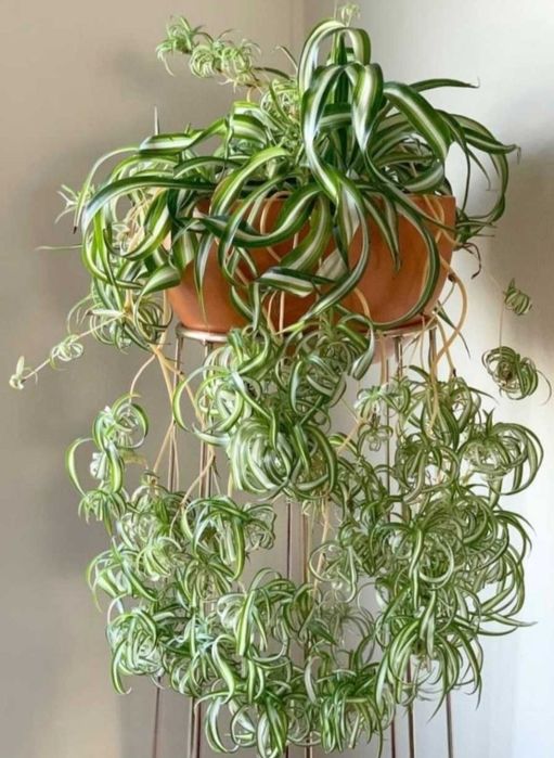 Хлорофітум вазони