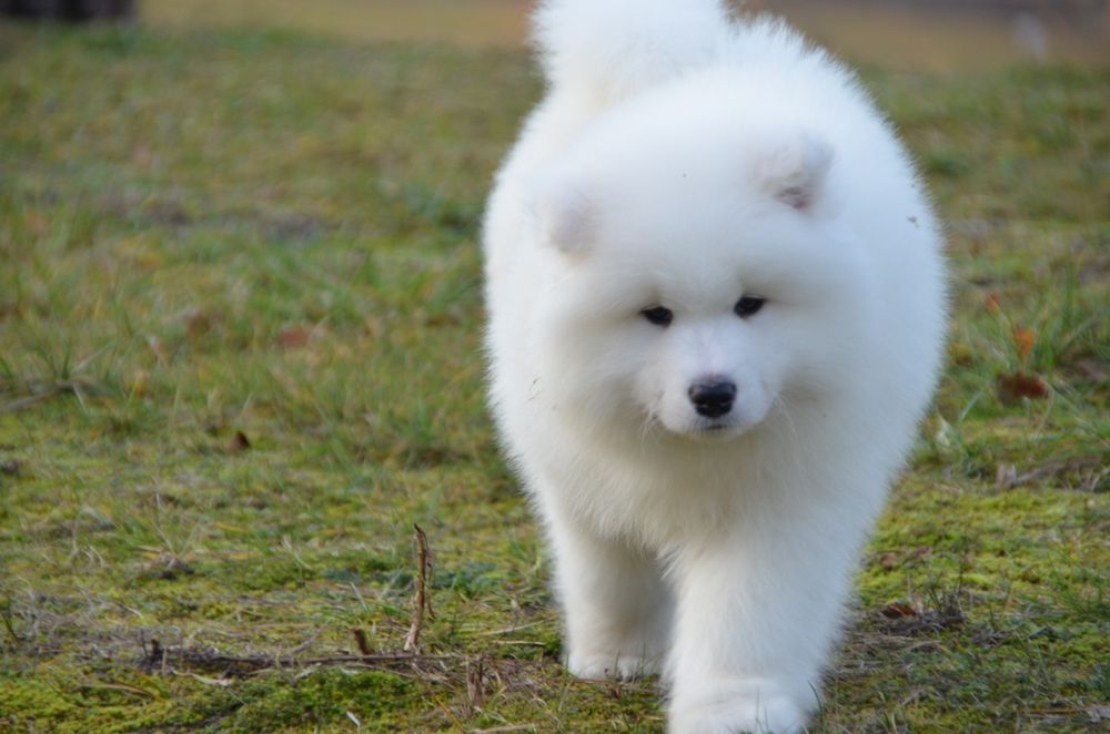 Samoyed ZKwP FCI