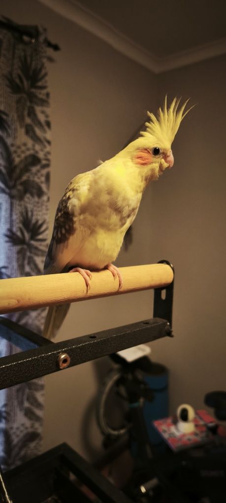 Caturras bebés acabar de criar á mão