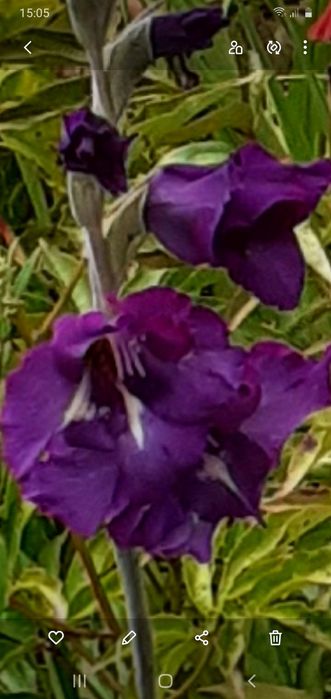 Луковицы гладиолусов