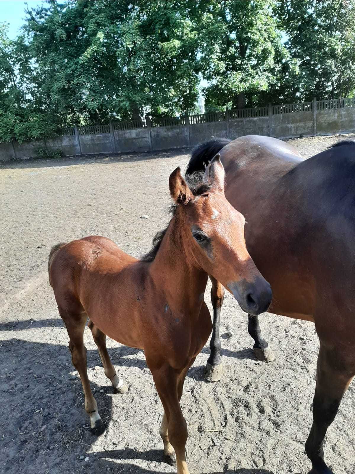 Sprzedam konie po ogierze Corrado Boy