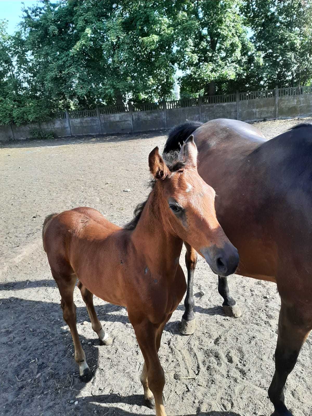 Sprzedam źrebaki (odsadki) po ogierze Corrado Boy