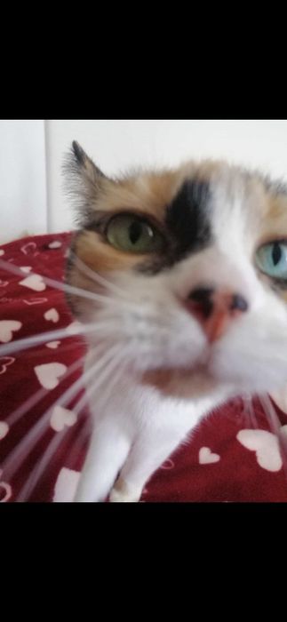 Oddam kotke w dobre ręce