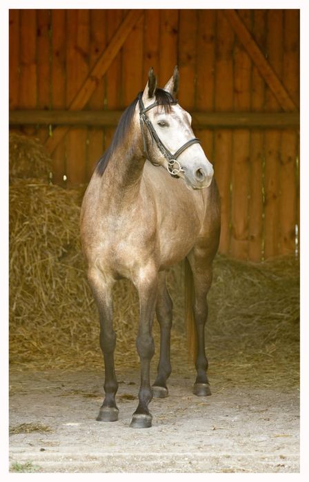 Przyszłościowy wałach małopolski do sportu