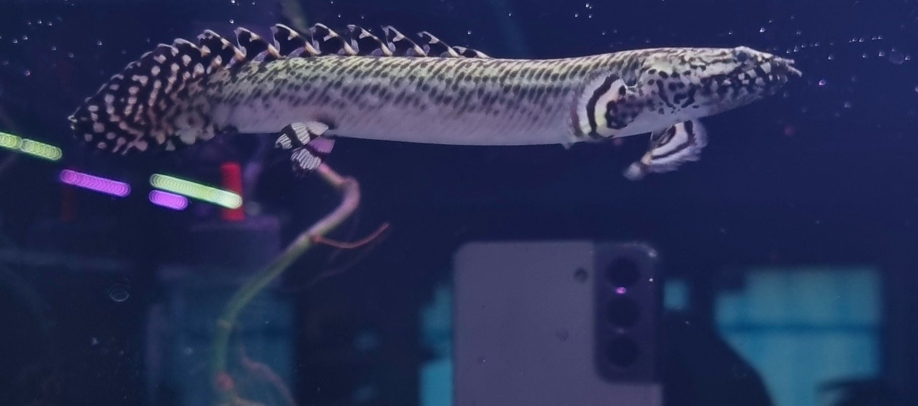 Polypterus ornatipinnis (wielopłetwiec ozdobny)