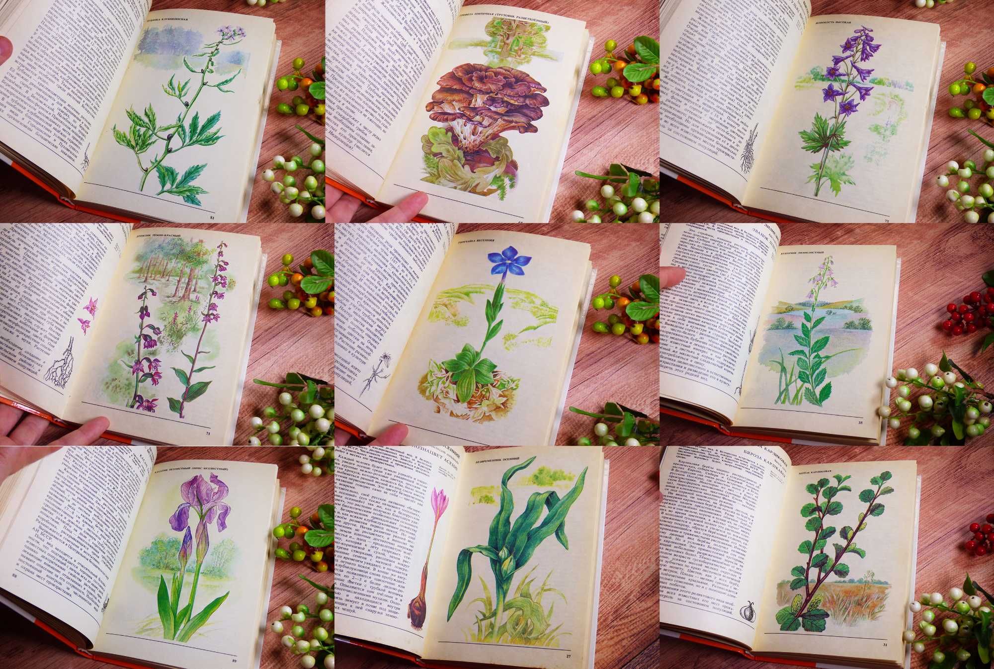 По страницам красной книги Растения