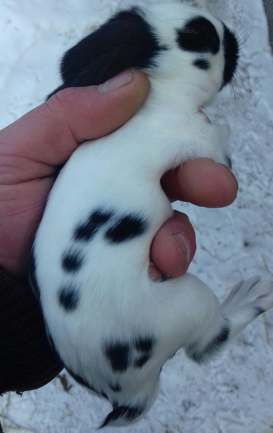 Німецький строкач