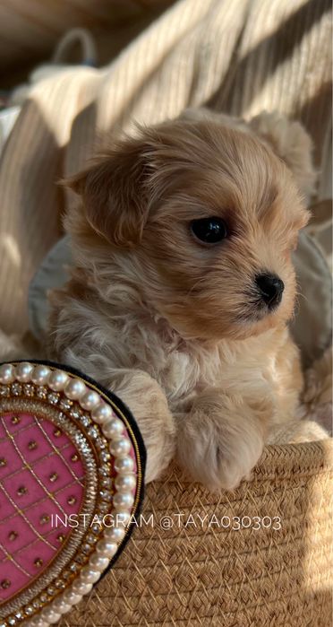 Micro Maltipoo f1 дівчинка