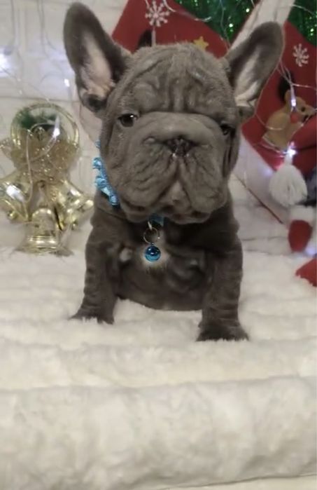 Голубой биг роп с документами