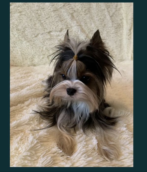 York Yorkshire Terrier suczka