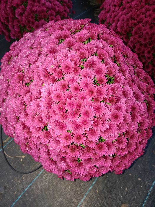 Chryzantemy drobnokwiatowe i wielkokwiatowe