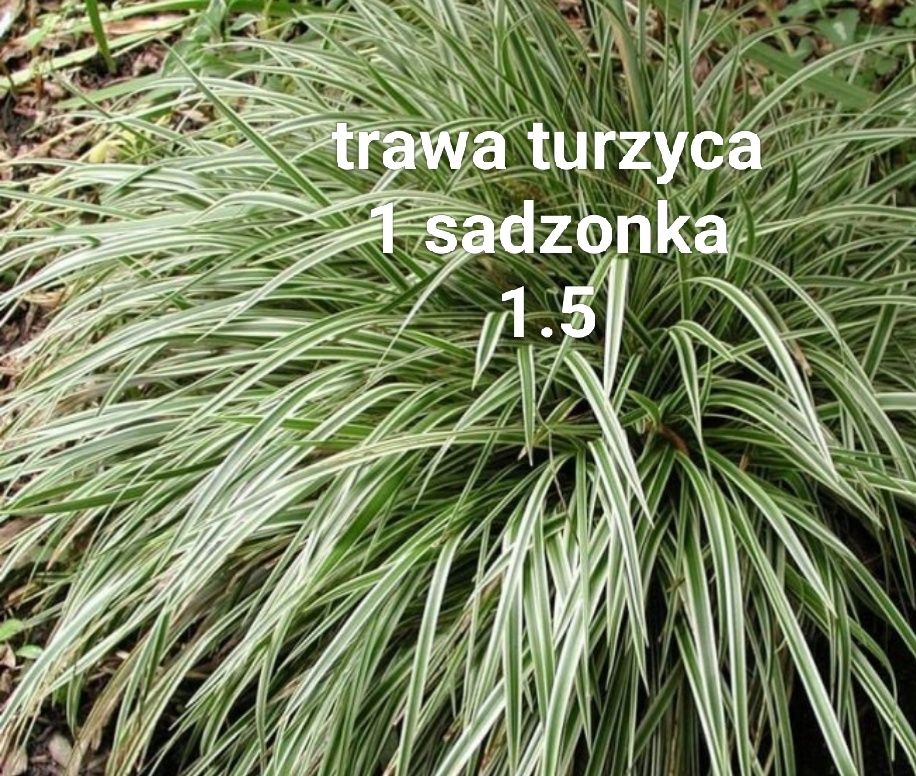 Trawy konwalie,żurawka, miechunka