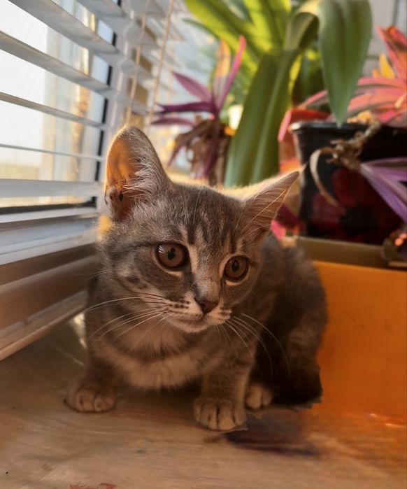 Котенок британцы кошеня британец британскої киця в добрі руки