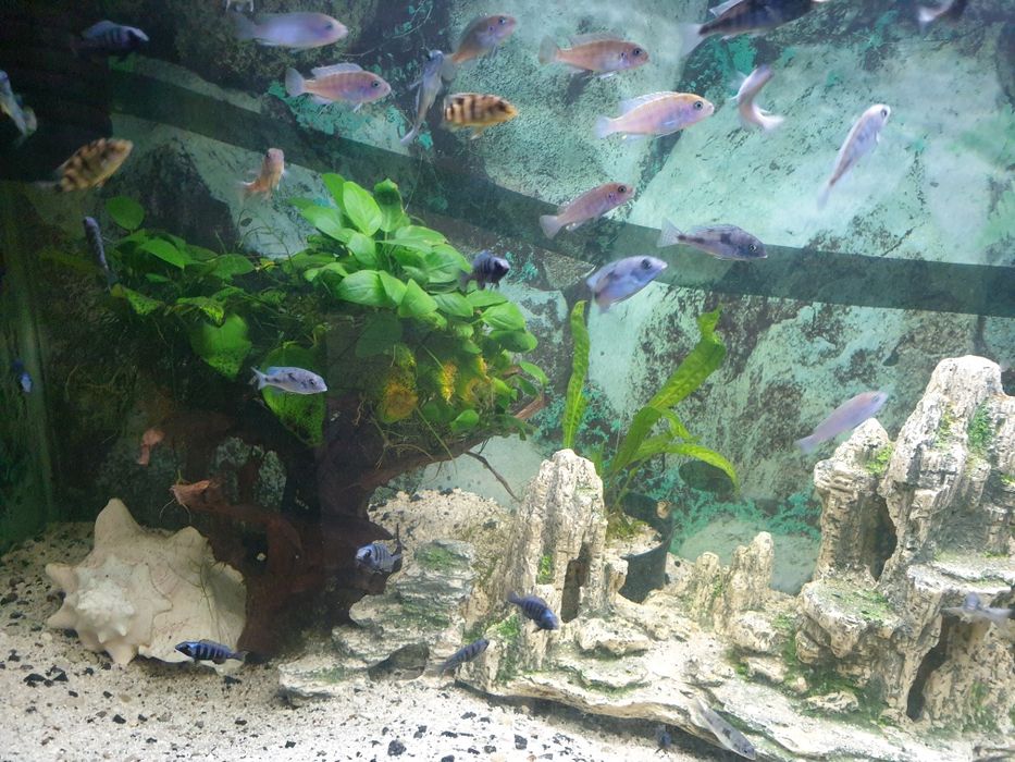 Pyszczaki Bydgoszcz-zerknij-