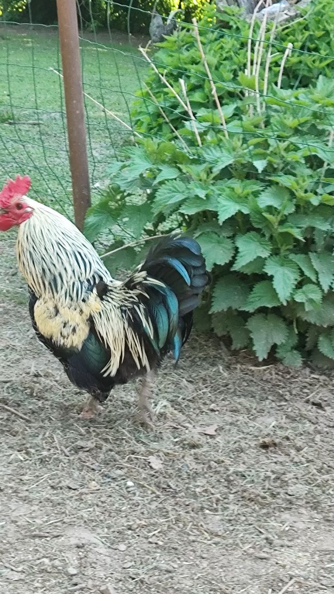 Sprzedam kogutki