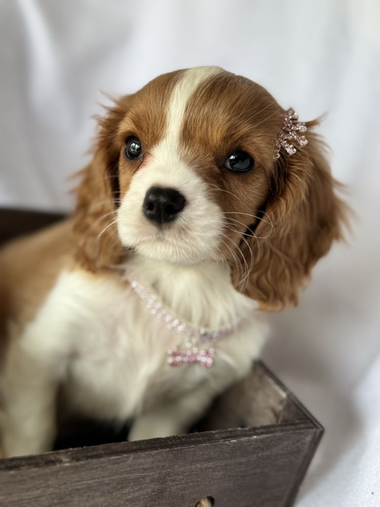Sunia blenheim- Cavalier King Charles Spaniel