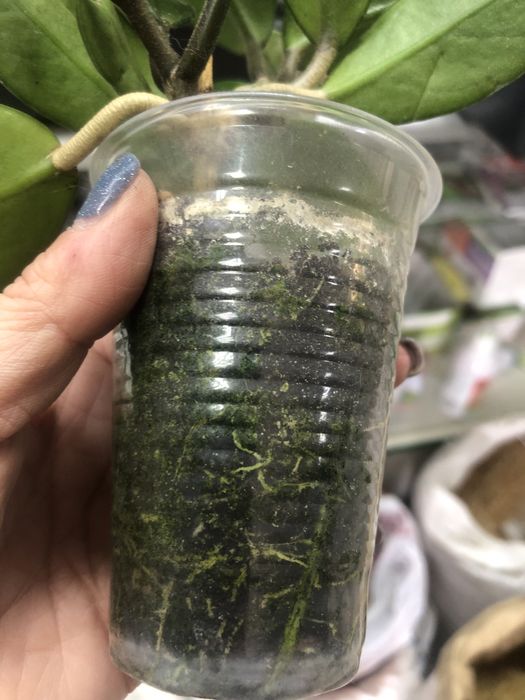 Хойя (восковій плющ)