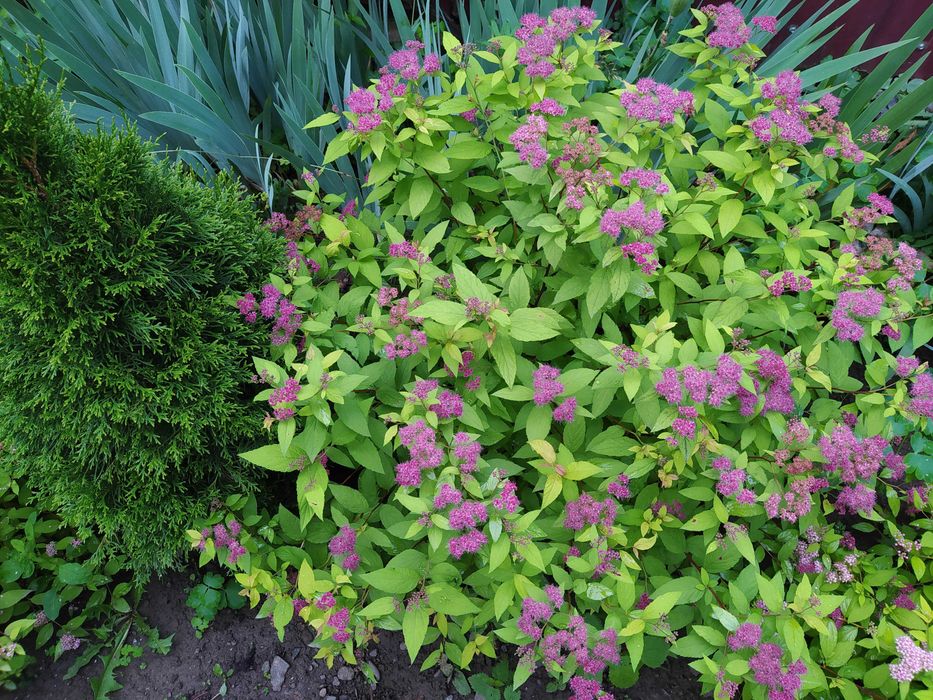 Багаторічники бересклет, барбарис, гібіскус, хости