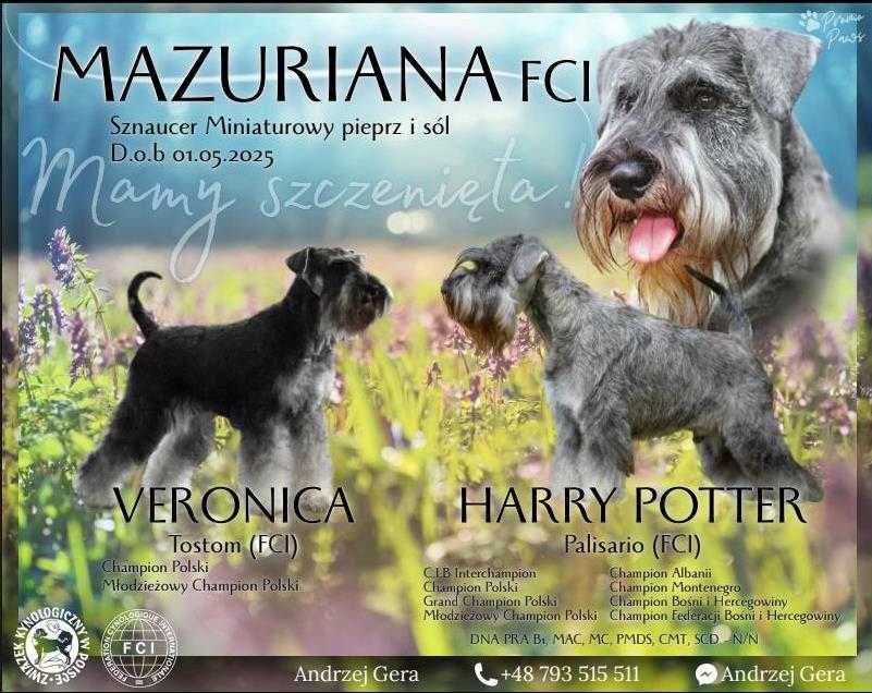 Sznaucer miniaturowy pieprz i sól  (FCI) - suczka