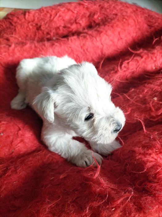 Sznaucer miniaturowy