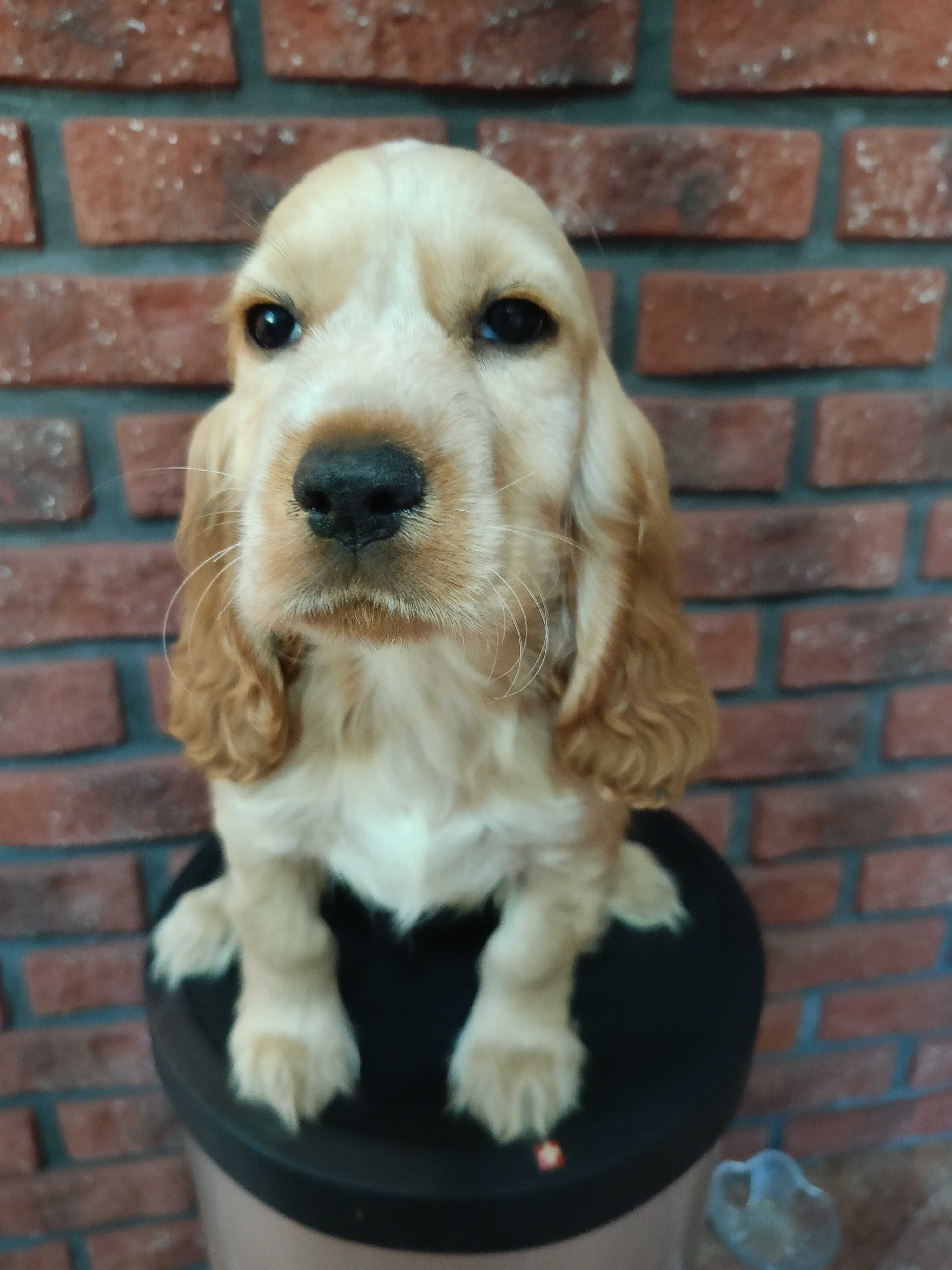 Pies Cocker Spaniel Angielski-Rodowód/ Gotowy do odbioru.
