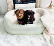 York shireterrier sunia