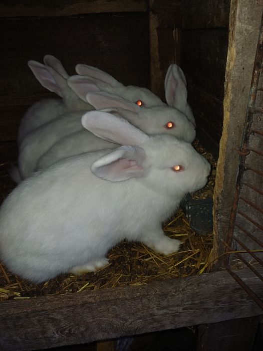 Nowozelandzkie białe.