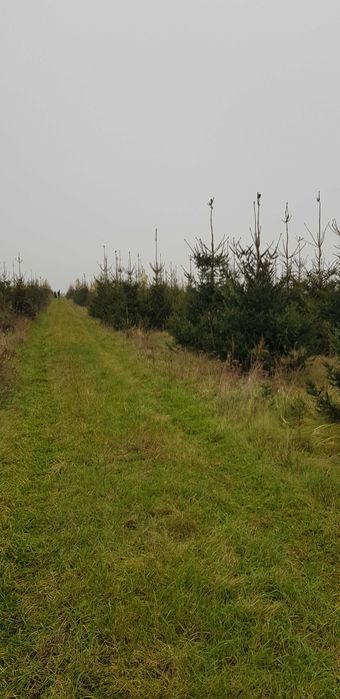 Choinki świerk zwykły , srebrny