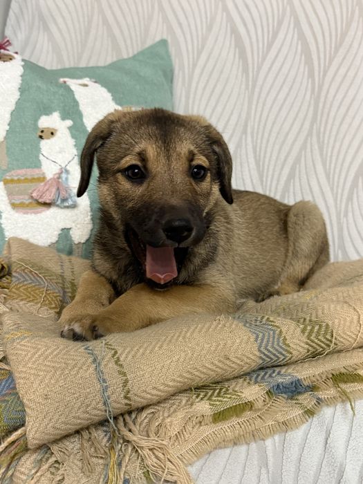 Цуценя дівчинка безкоштовно в сімʼю