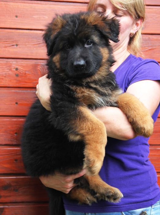 Довгошерстна дівчинка, дочка Супер Гранд Чемпіона України КСУ