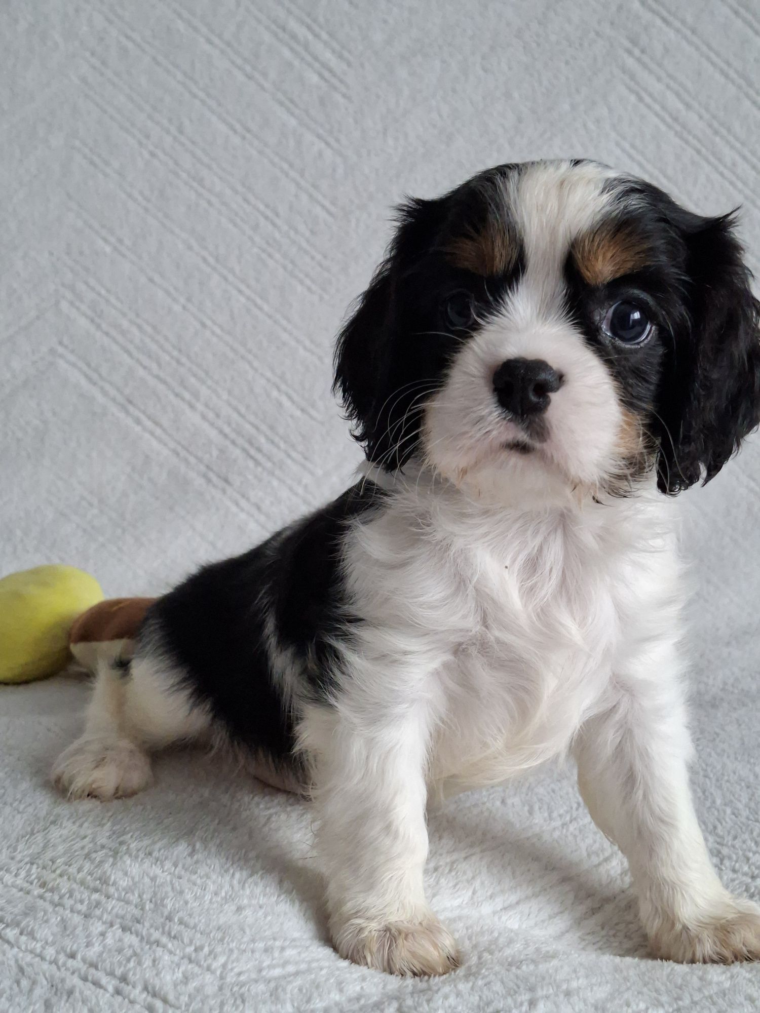 Cavalier uroczy piesek