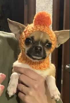 капор в'язана шапка для собак мілкої породи чихуахуа той терьер йорк