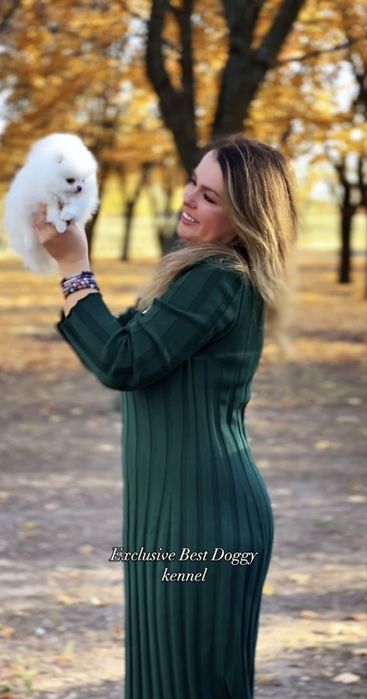 Ексклюзивні VIP цуценята. SUPER VIP mini білі померанські шпіци