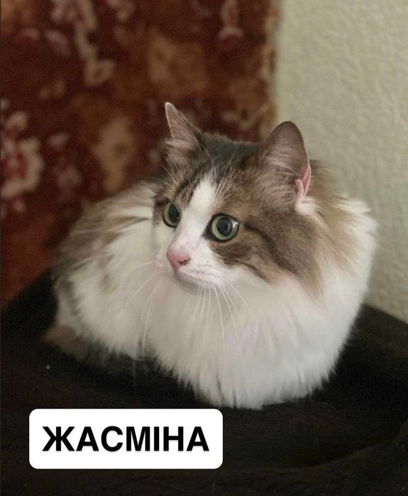 Кішка. 2 роки. В квартиру.