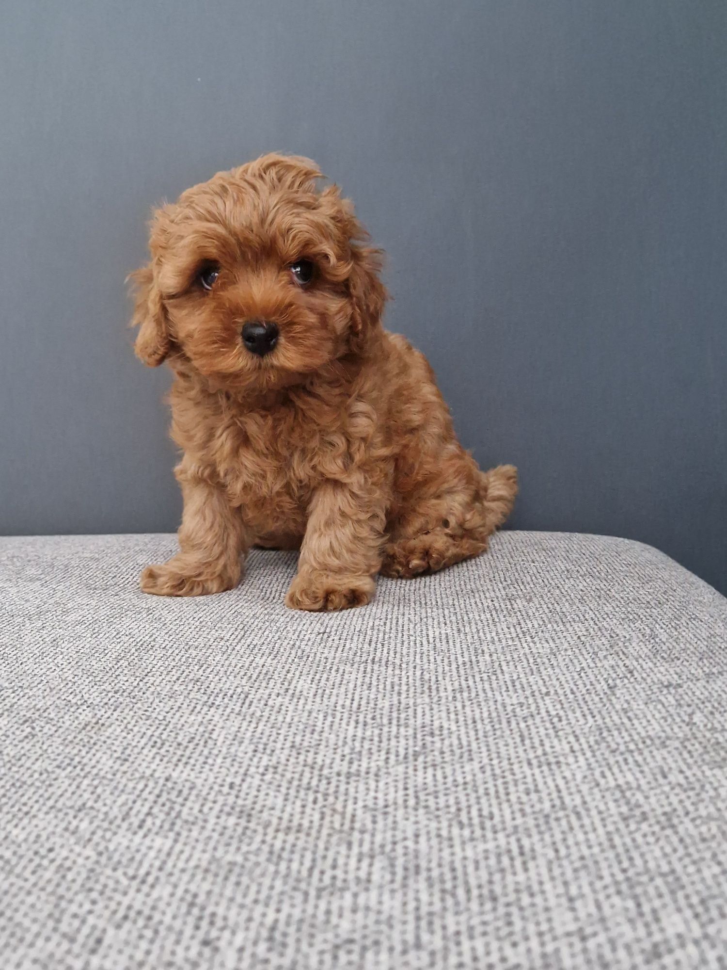 Maltipoo f1b Chłopiec xxs