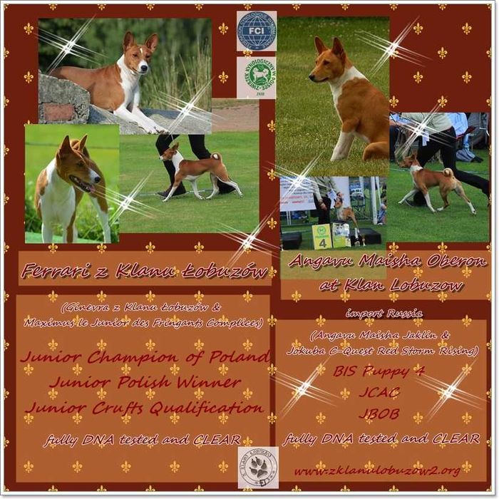 Basenji - oczekujemy szczeniąt - Z Klanu Łobuzów FCI