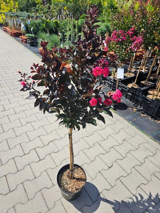 Lagerstroemia Double Dynamite 120cm C5 kwitnący krzew + nawóz gratis