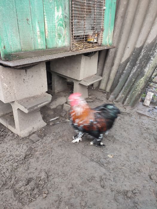 Koguty ozdobne młode