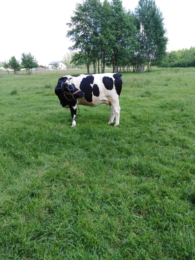Sprzedam mleko ekologiczne