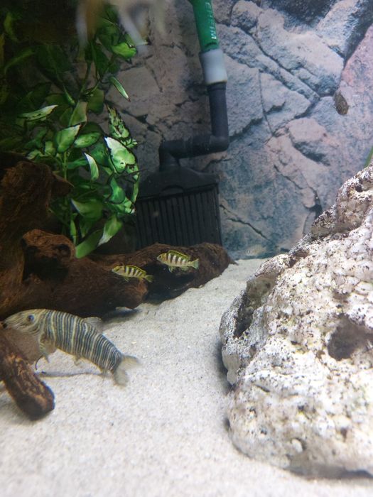 Labidochromis Permut młode