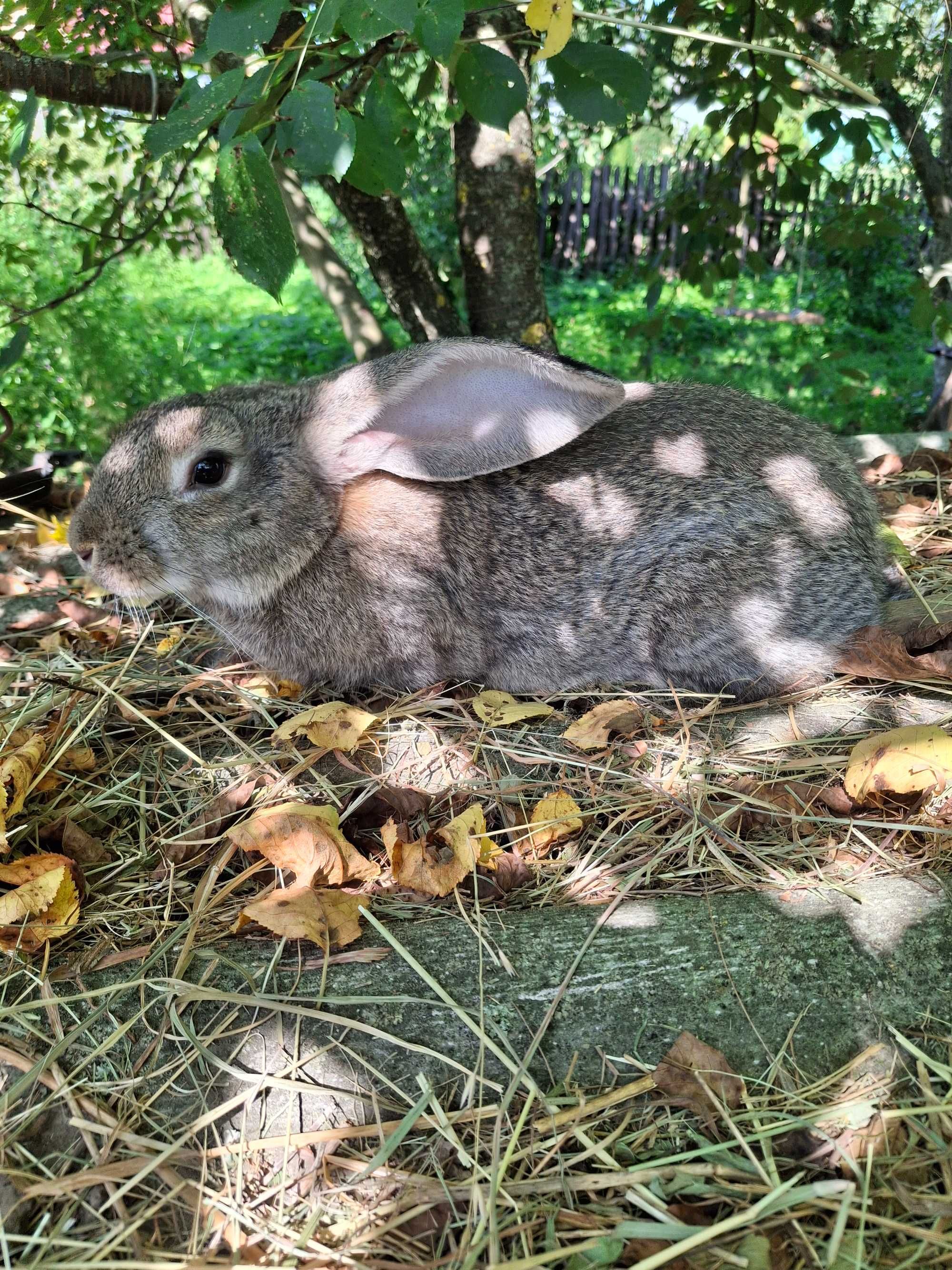 Продам або обміняю кролі